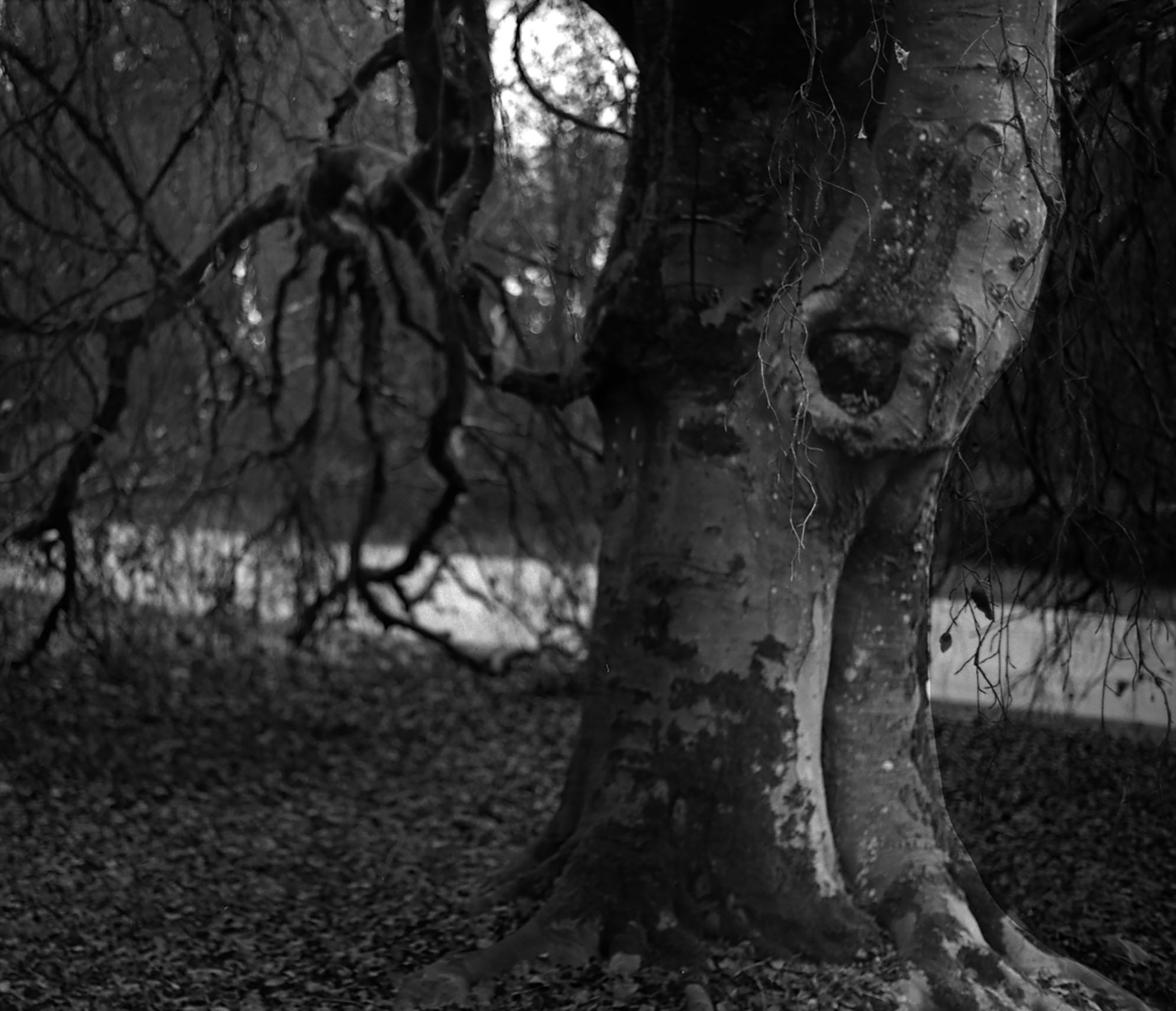 Scary Tree