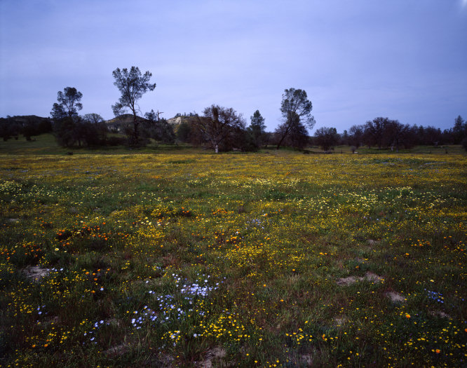 Scattered Flowers