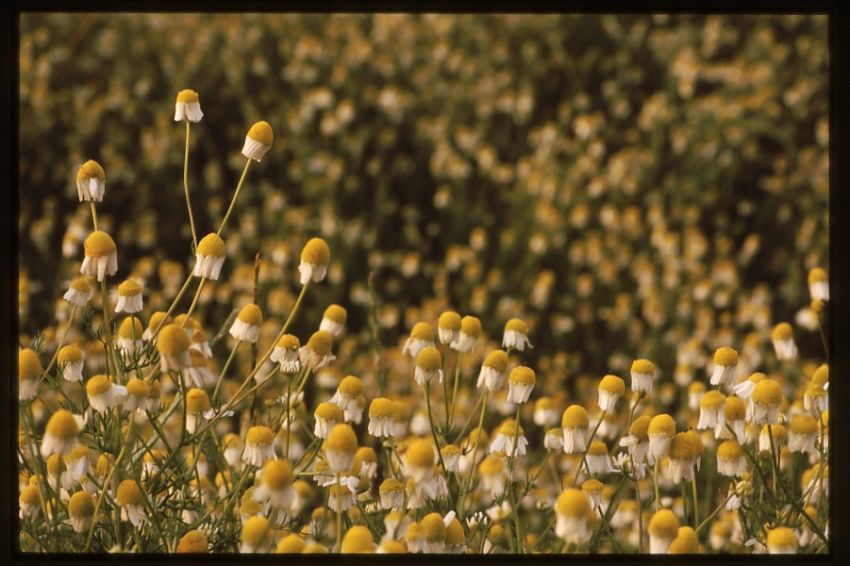Scentless Mayweed.