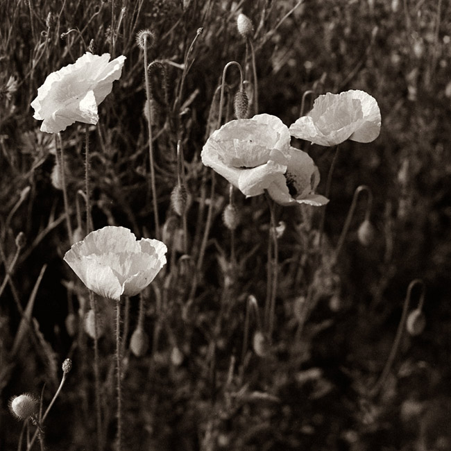 Scheimpflug poppies