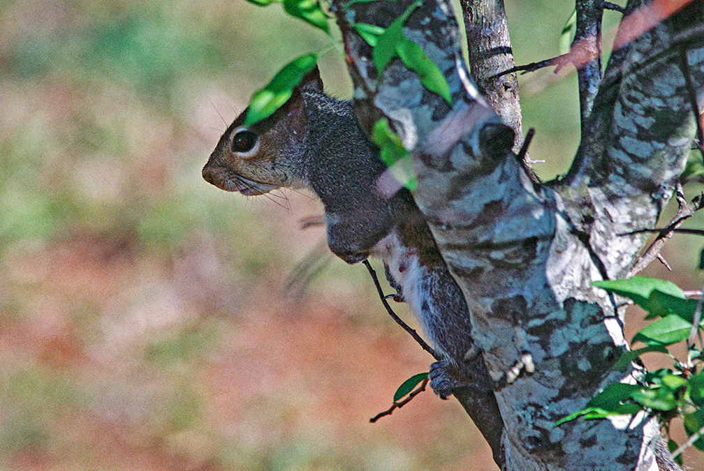 Sciuridae II