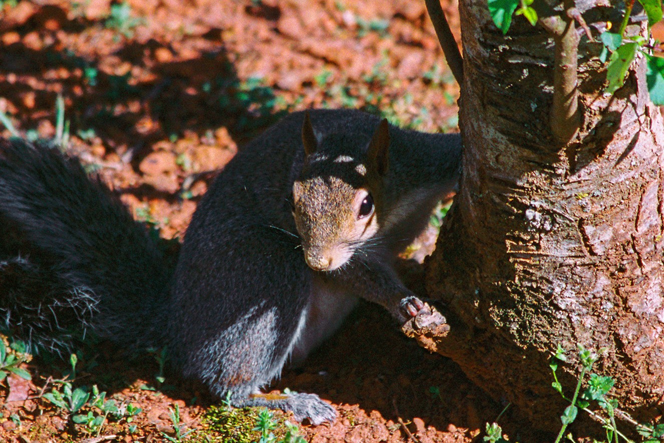 Sciuridae
