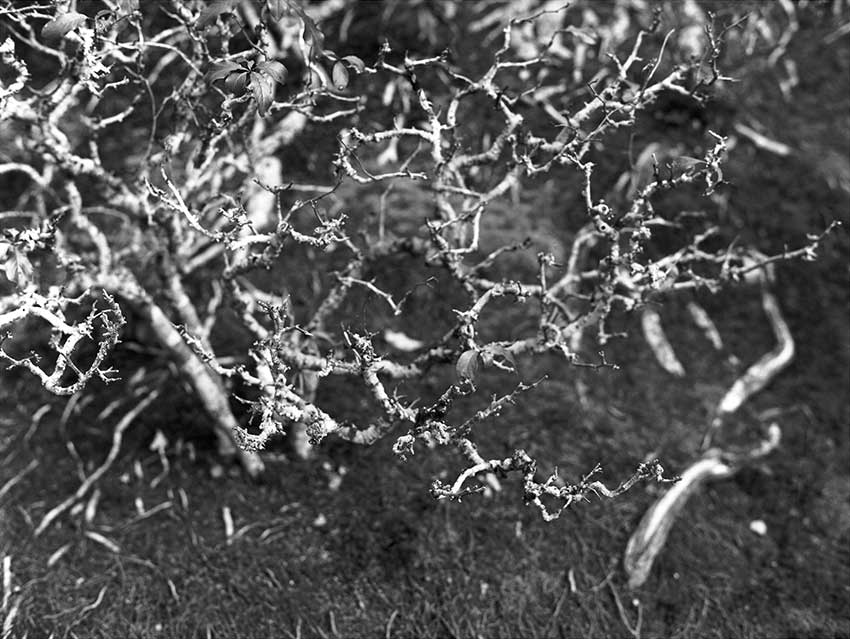 scraggly