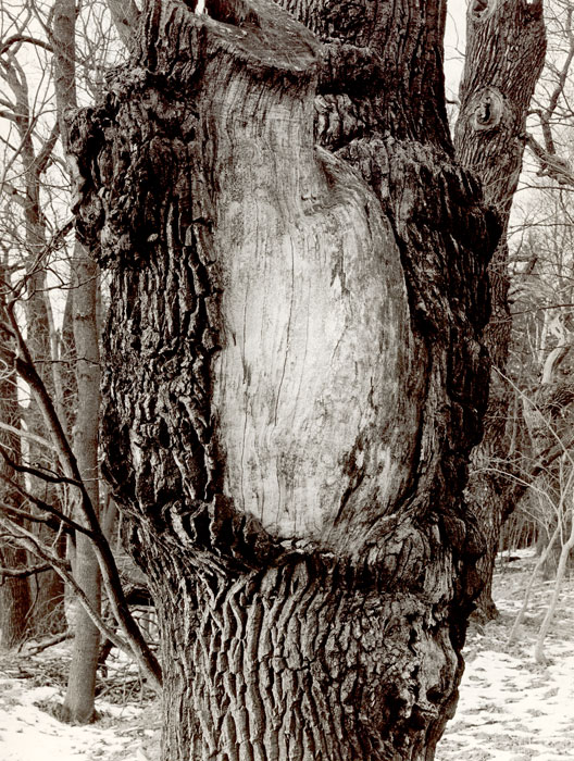 Scull tree