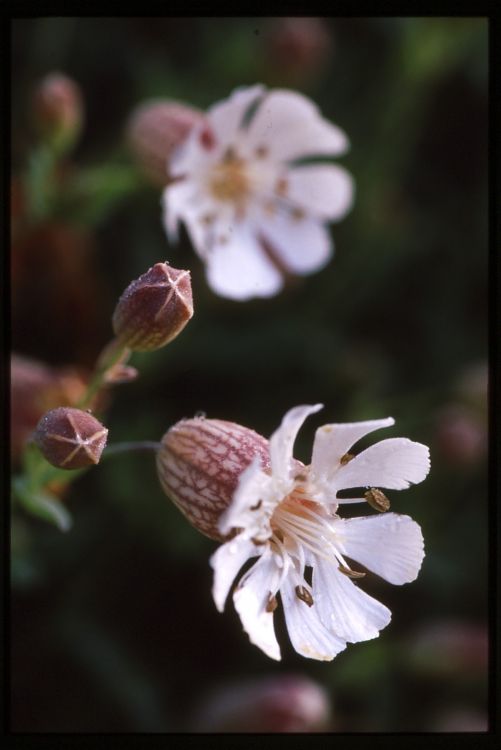 Sea Campion.