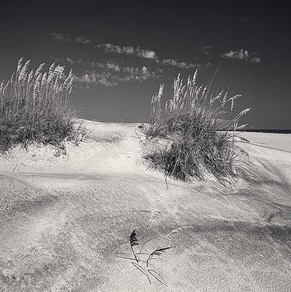 Sea Grasses, Pea Island, NC