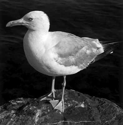 Sea Gull 2