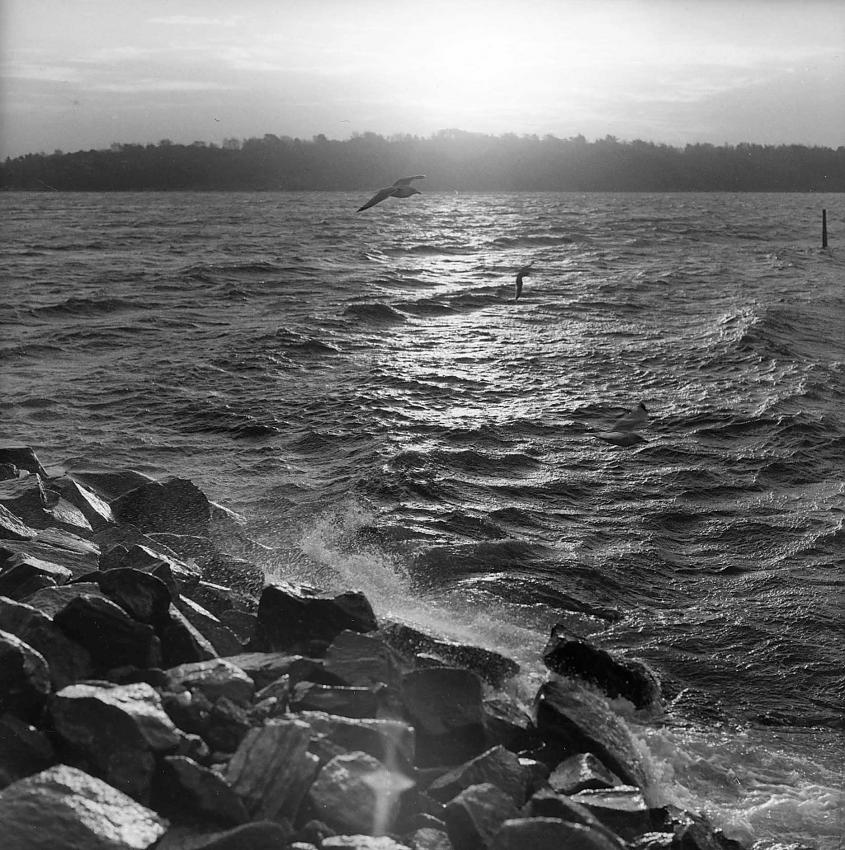 Sea gulls in the wind