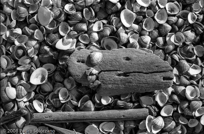 Sea Shells