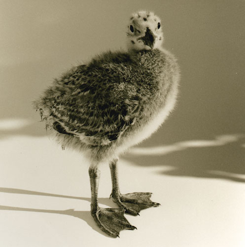 Seagull Chick