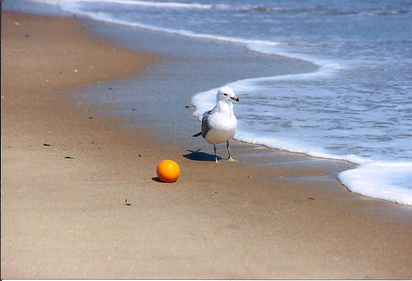 Seagull with orange