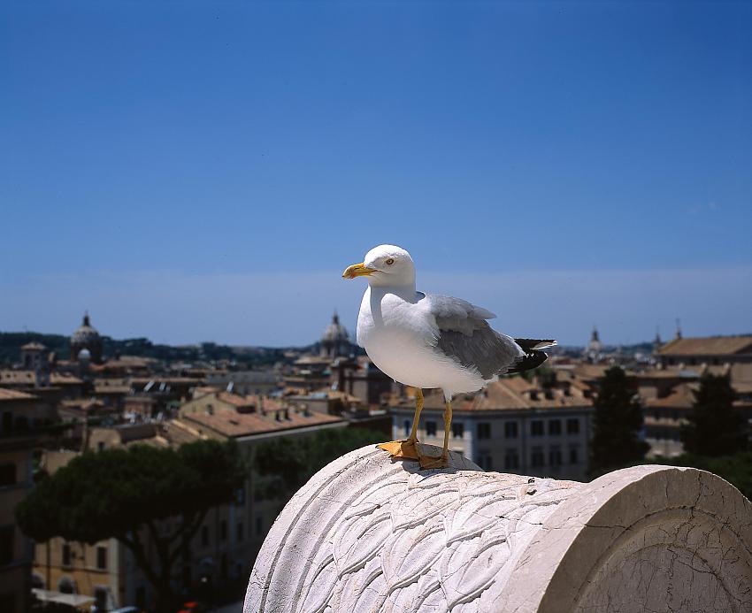 Seagull