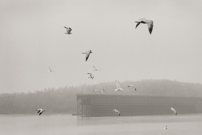 Seagulls In The Taconite Harbor