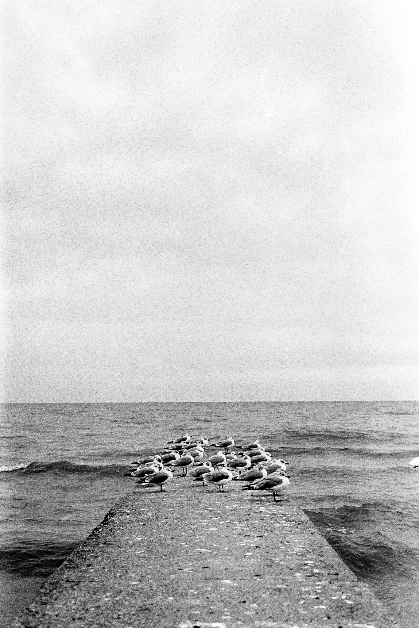Seagulls Lake Michigan