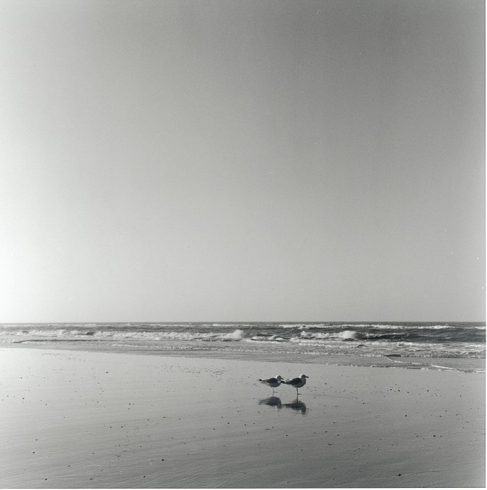 Seagulls - Looking East