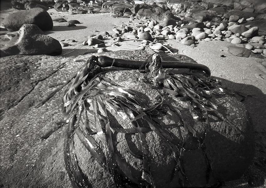 Seaside Pinholes #2