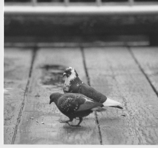 seattle birds