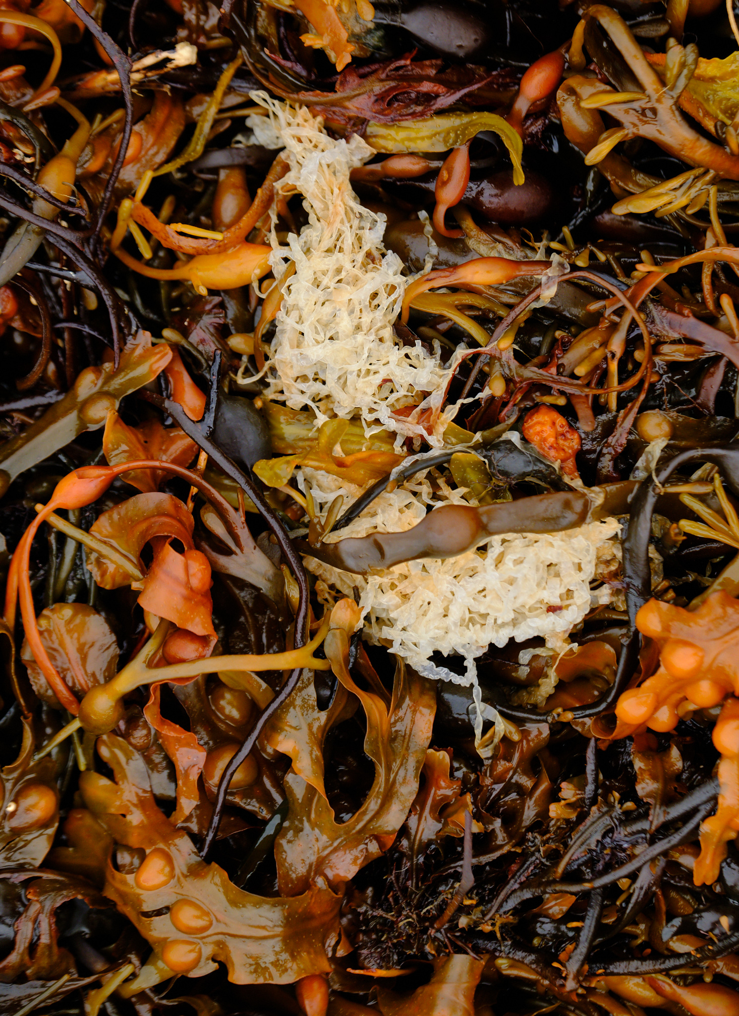 Seaweed - 1