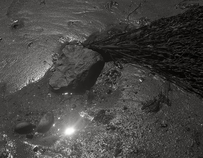 seaweed and sun - img141