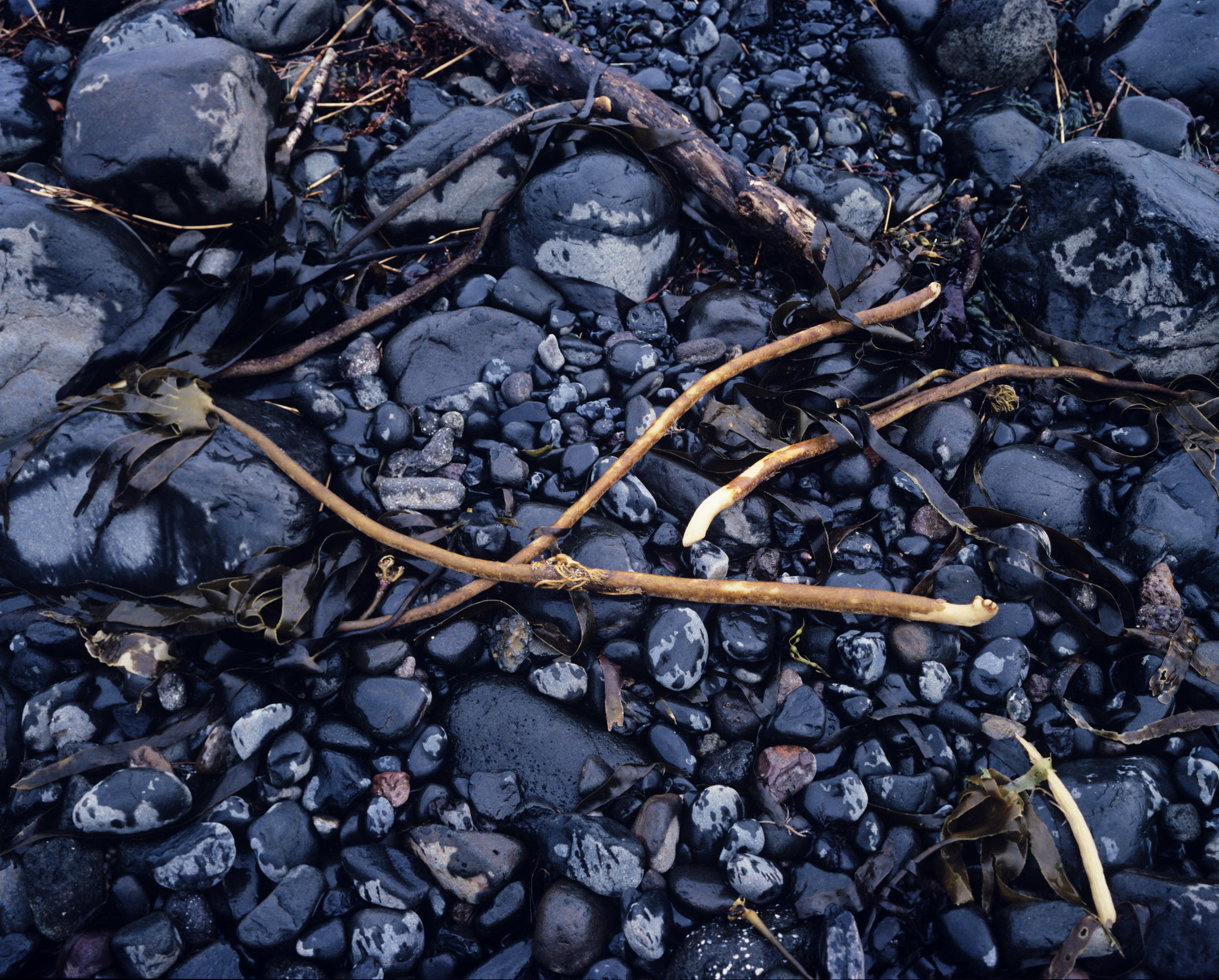 Seaweed patterns - 1