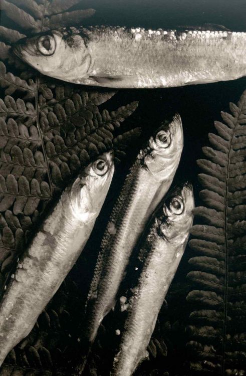 Secret Life of Still#5