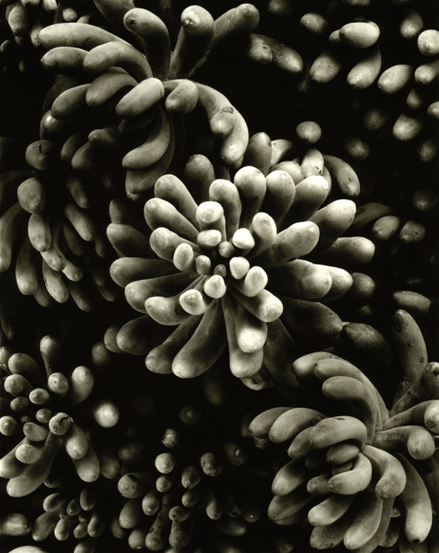 Sedum rubrotinctum, Fallbrook, CA, 2009