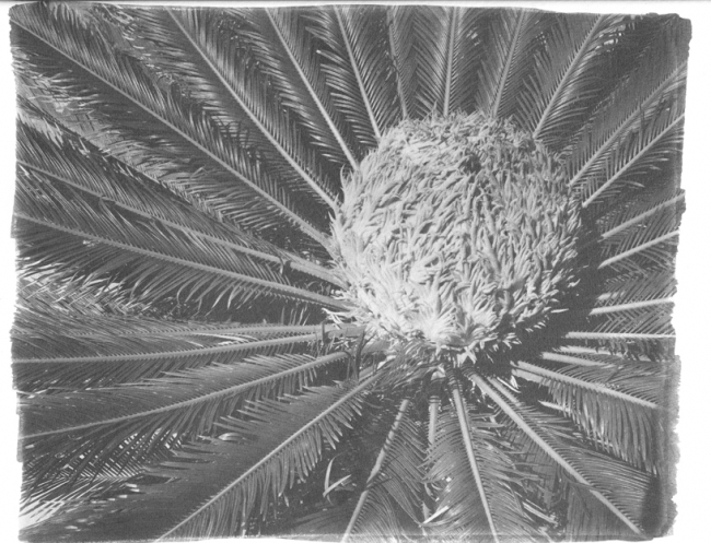 Sego Palm