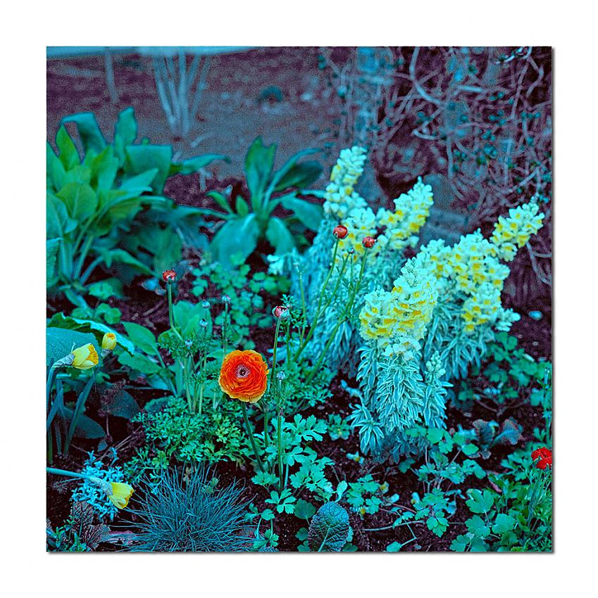 Selected Rolleiflex Images