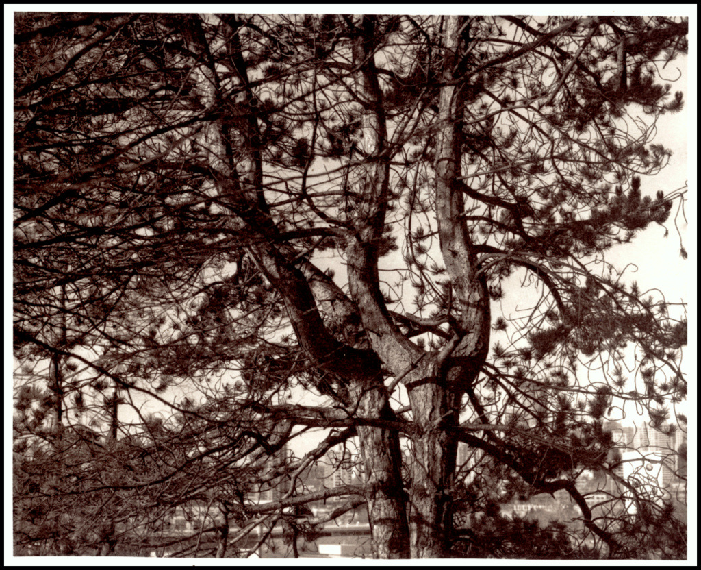 Selenium toned lith print