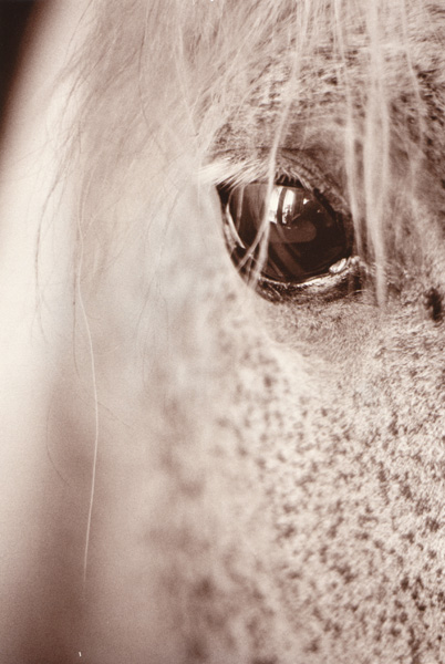 selenium version of the horse