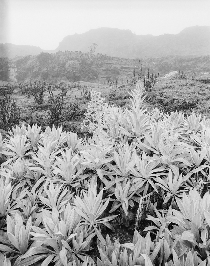 Senecio aureonivalis
