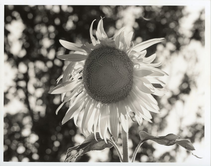 Sepia Sunflower