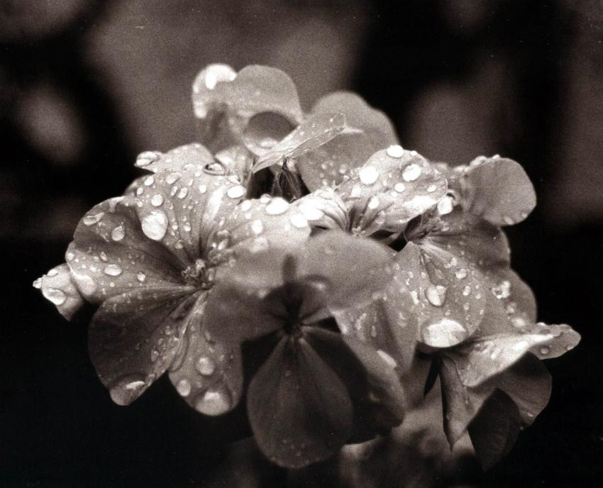 Sepia Tone