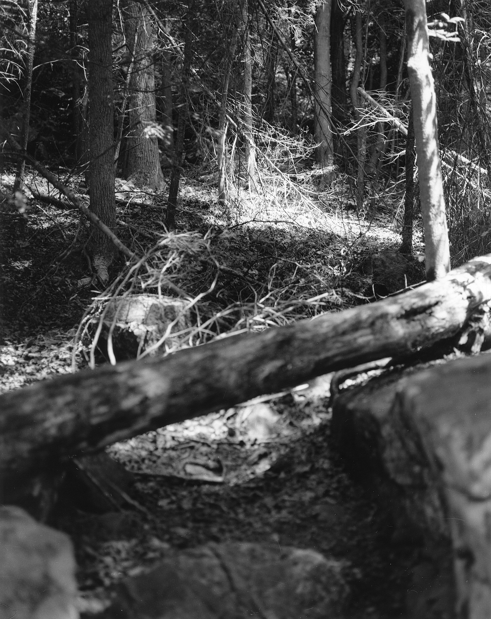 Sequenzes I-11 (Puddles of Sunshine)