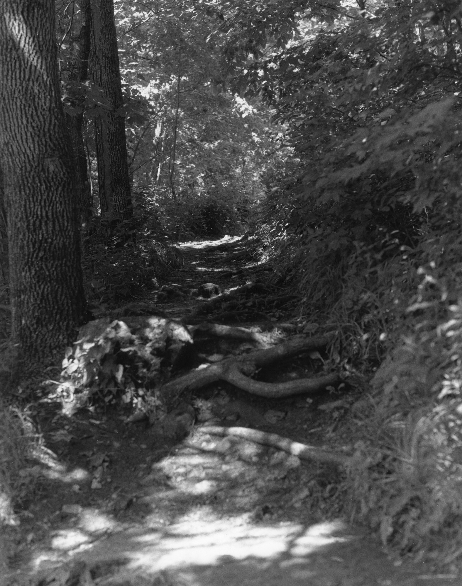 Sequenzes I-14 (Puddles of Sunshine)