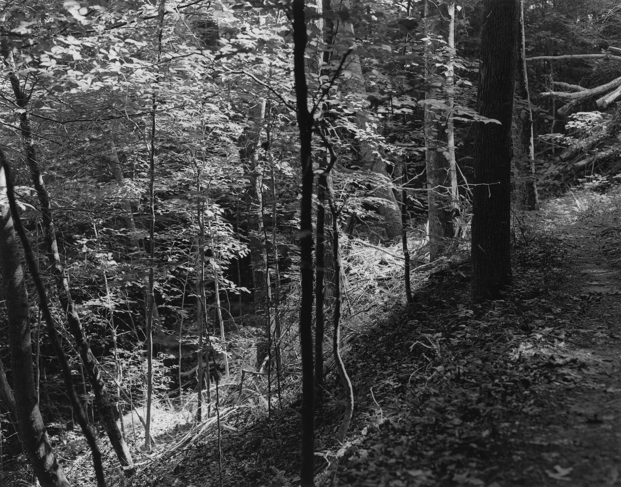 Sequenzes I-22 (Puddles of Sunshine)