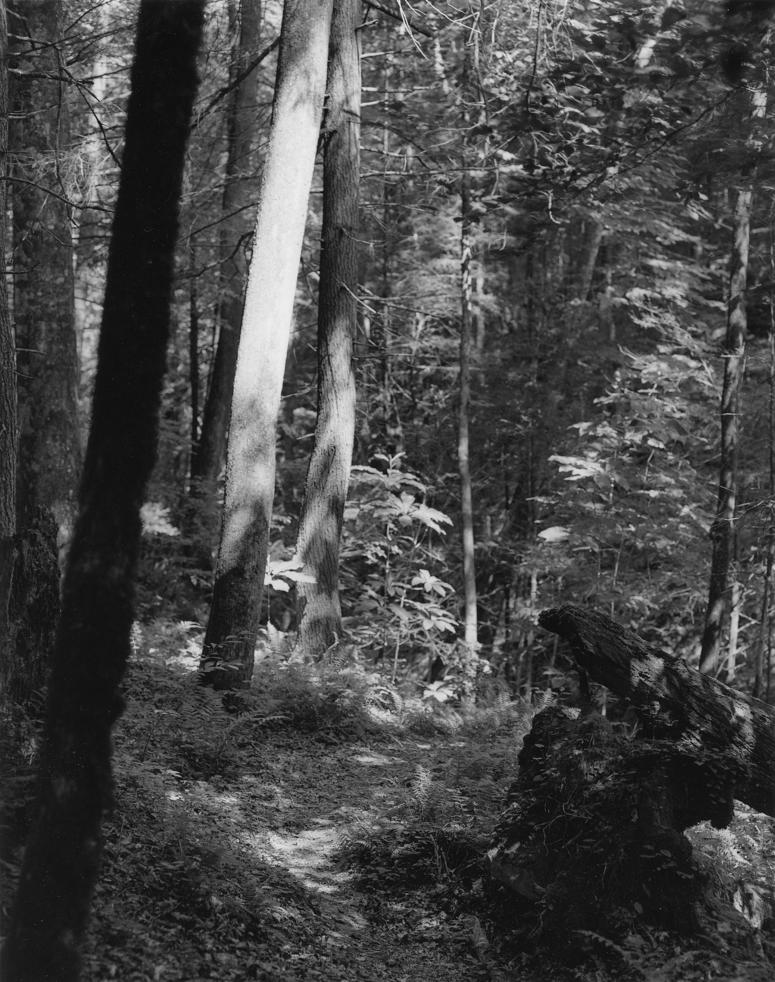 Sequenzes I-23 (Puddles of Sunshine)