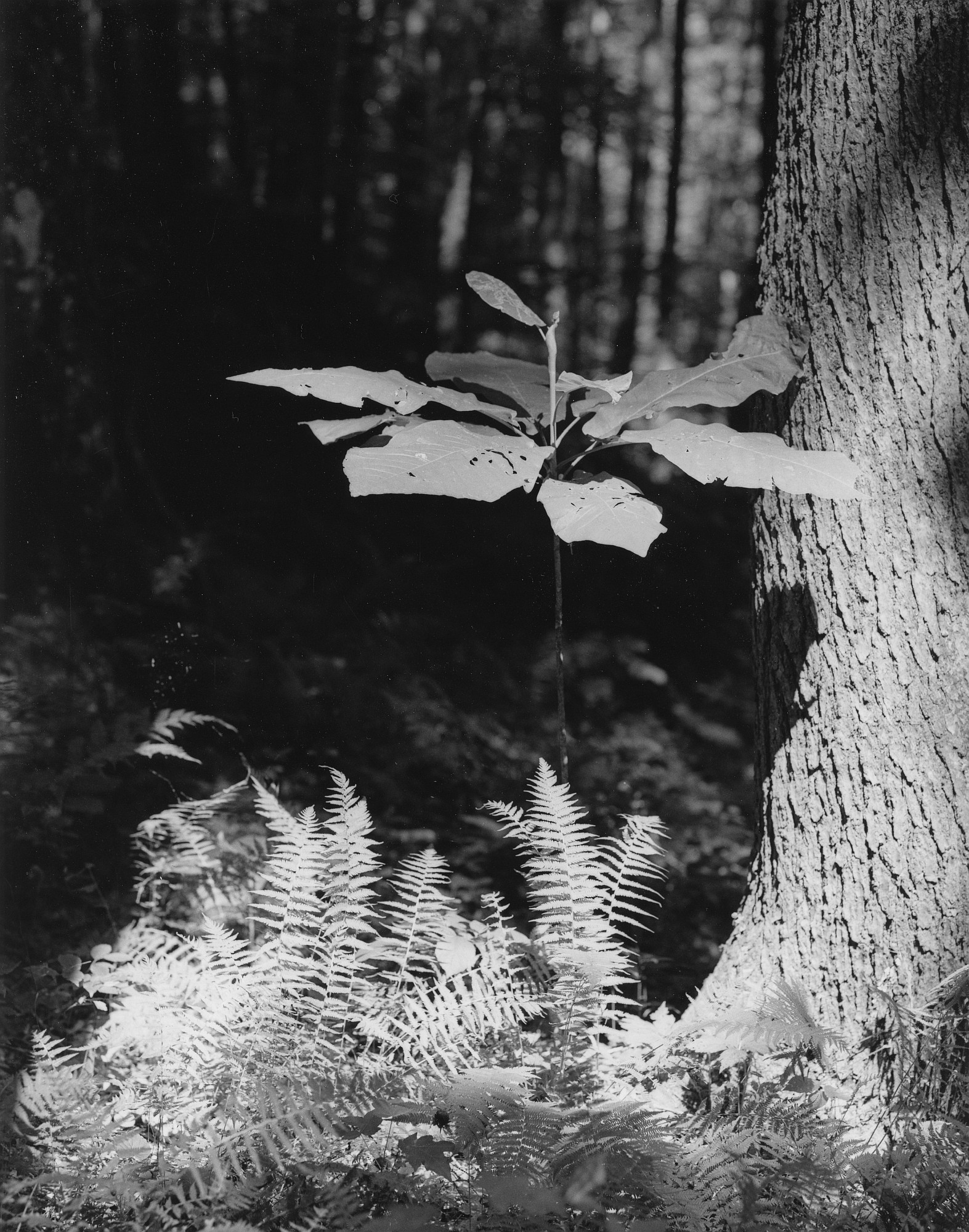 Sequenzes I-24 (Puddles of Sunshine)