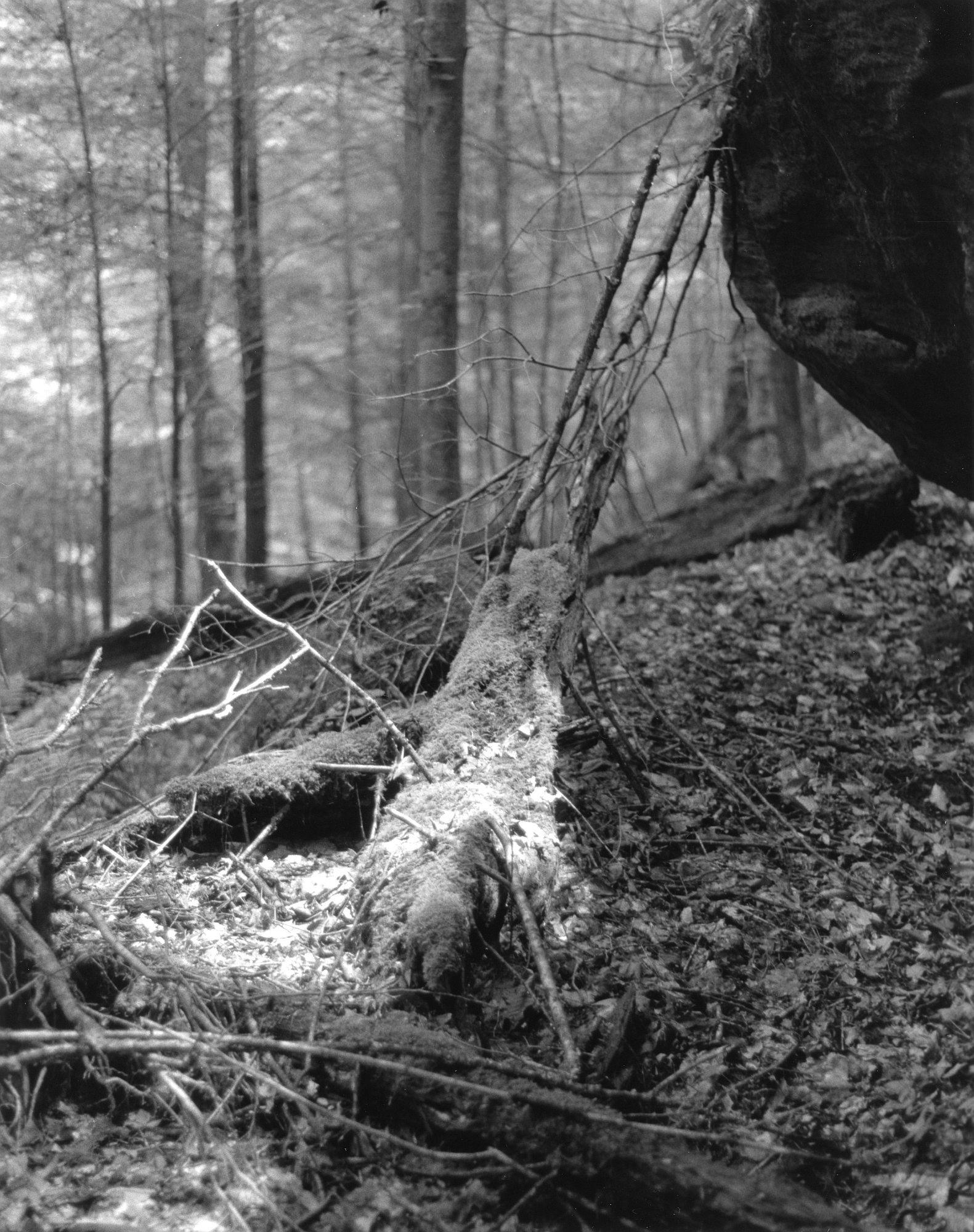 Sequenzes I-7 (Puddles of Sunshine)