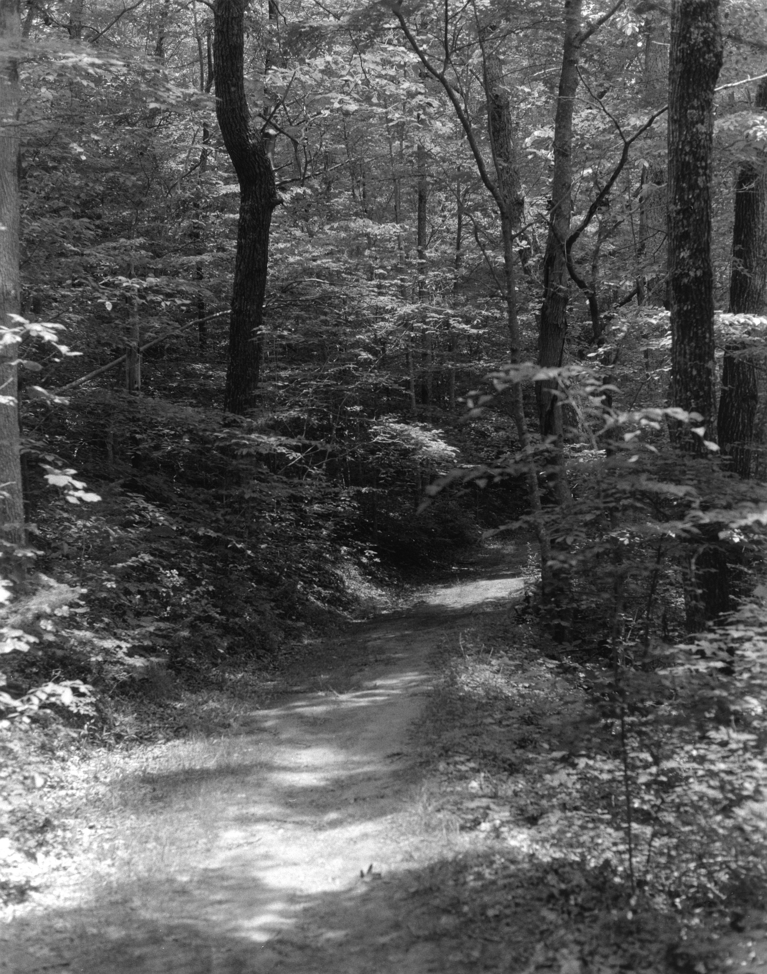 Sequenzes I-8 (Puddles of Sunshine)