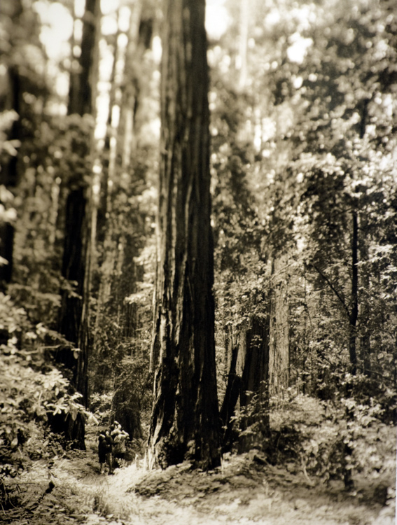 Sequoia & Family