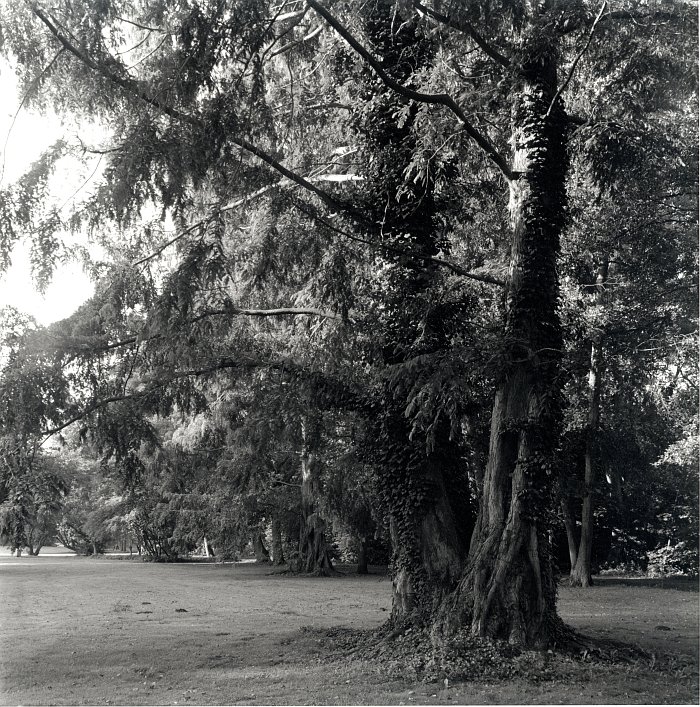 Sequoia