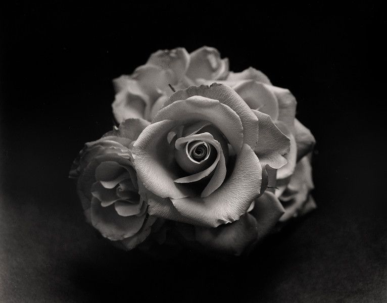 Seven Roses