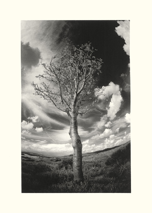 SFX Birch