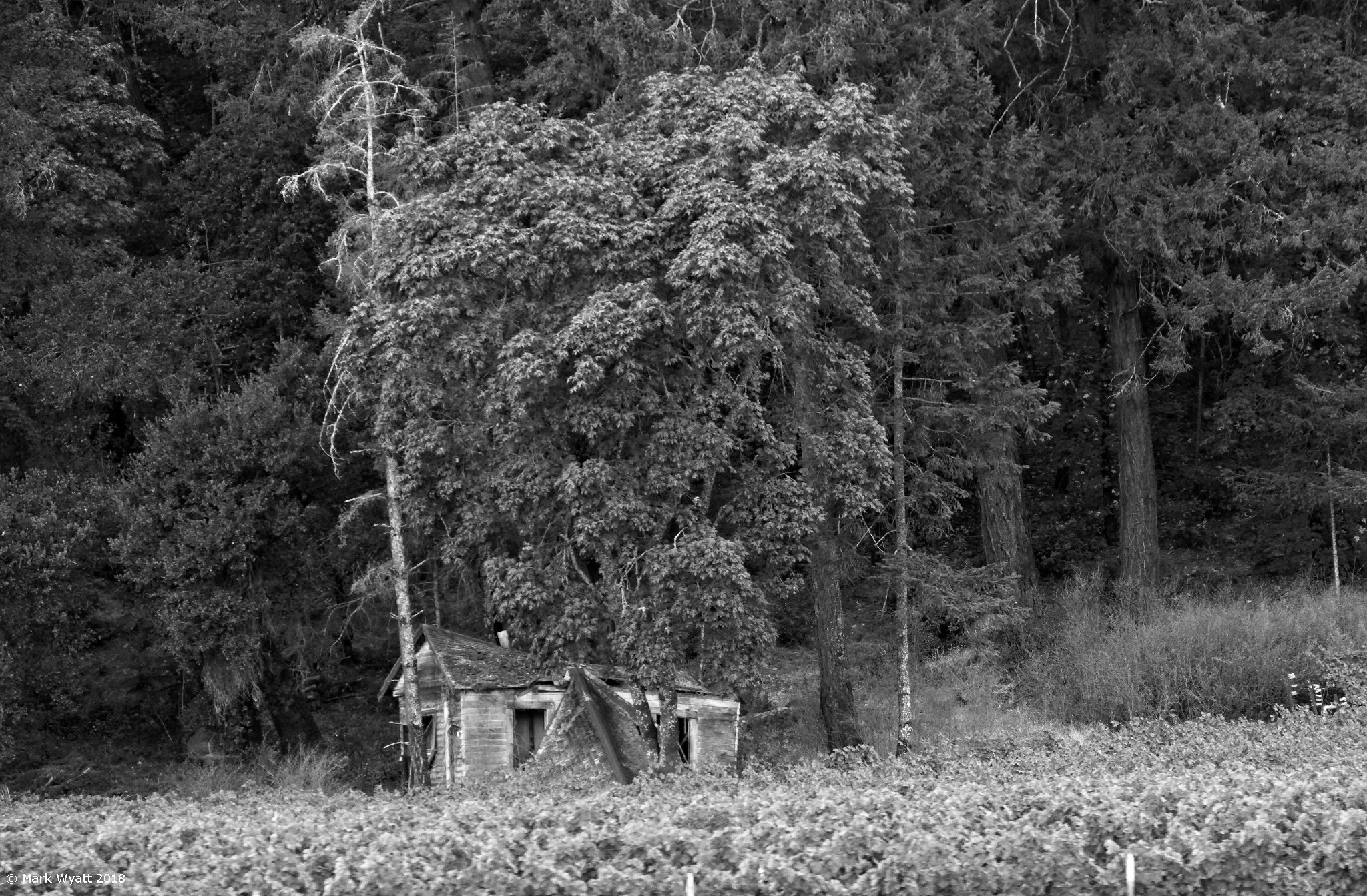 Shack, Napa Valley