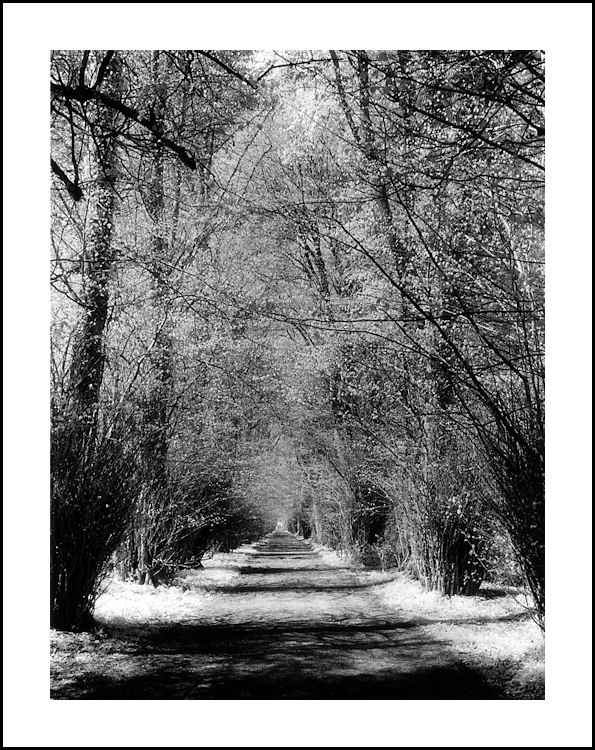 SHADED AVENUE
