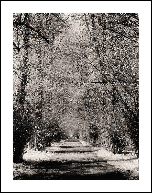 SHADED AVENUE