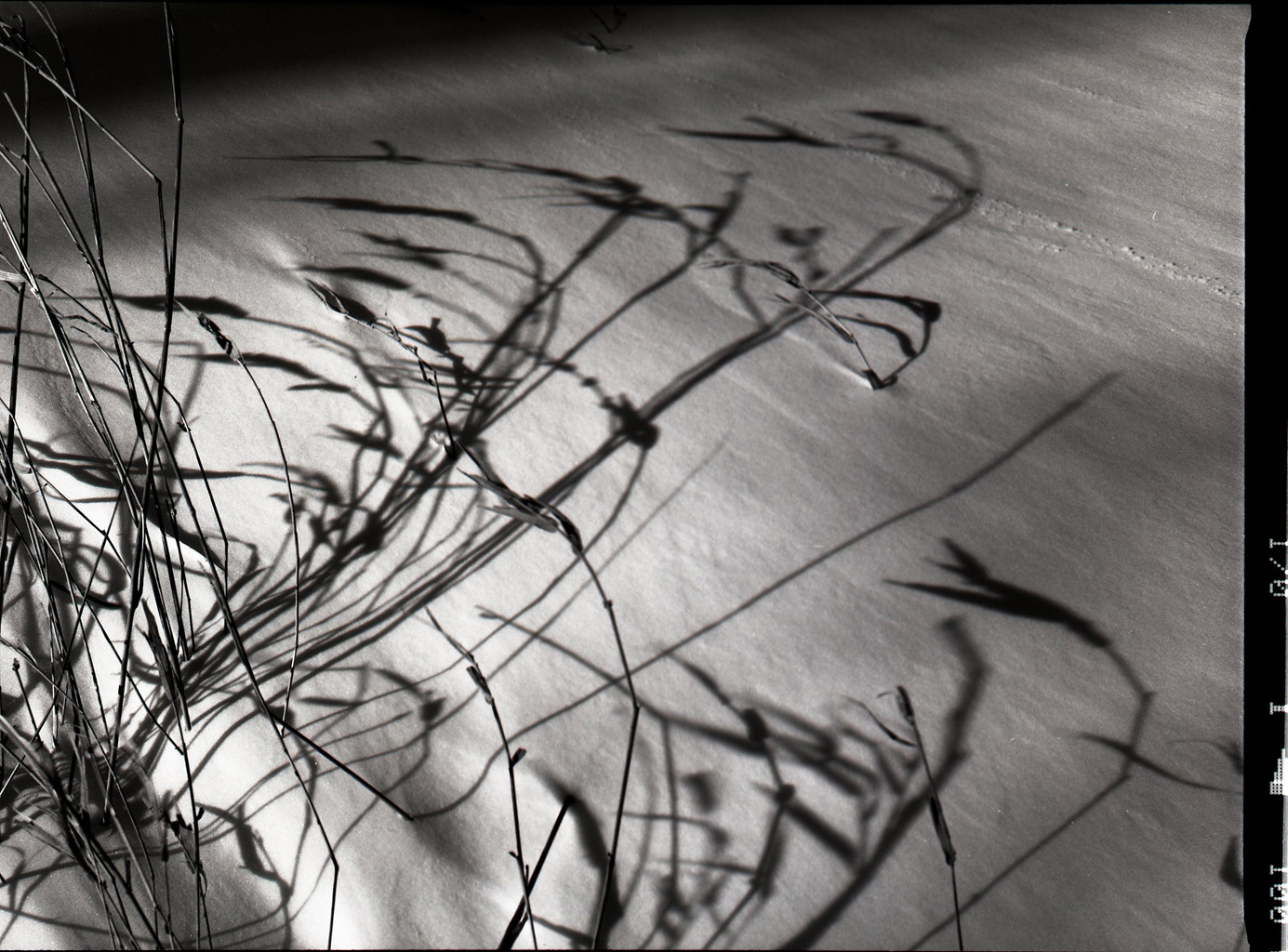 Shadow Grass