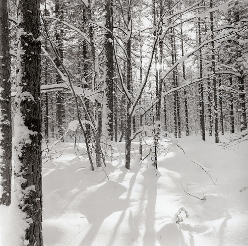 Shadows On Snow
