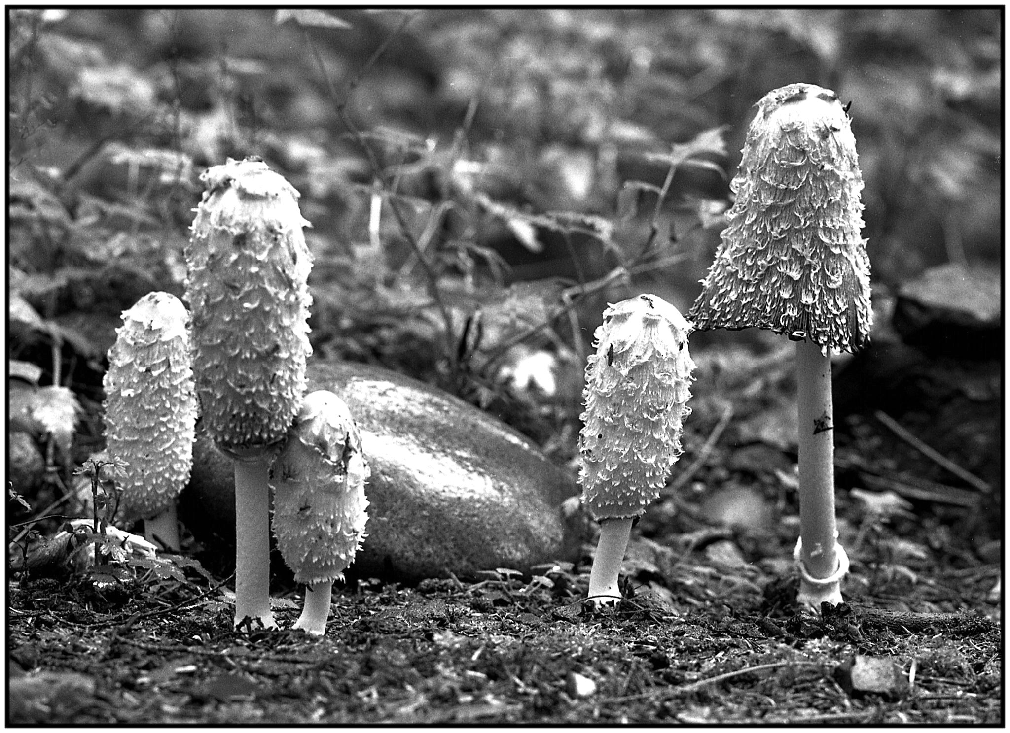 Shaggy Manes